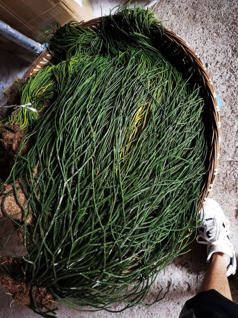 包邮马尾伸筋草干货-马尾千金草-小圆叶-纯野生-2021