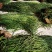 包邮马尾伸筋草干货-马尾千金草-小圆叶-纯野生-2021