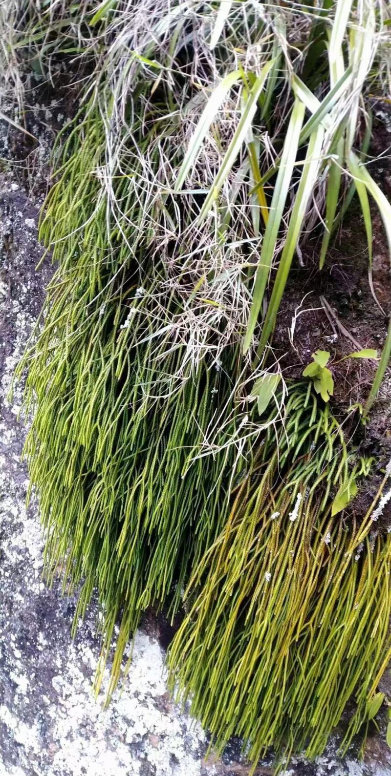 包邮马尾伸筋草干货-马尾千金草-小圆叶-纯野生-2021