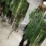包邮马尾伸筋草干货-马尾千金草-小圆叶-纯野生-2021
