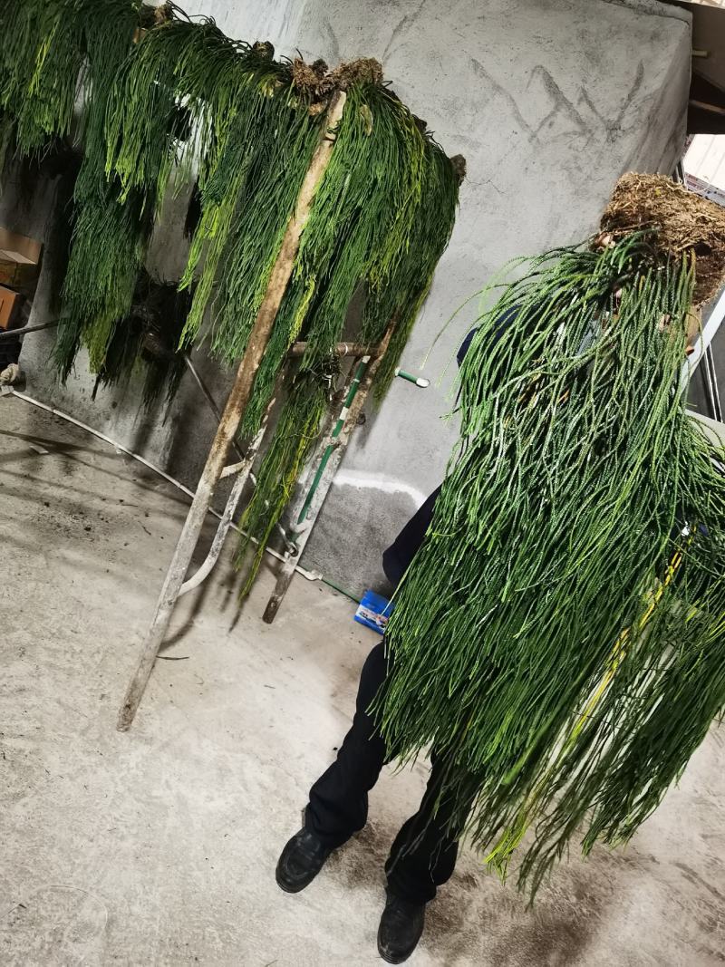包邮马尾伸筋草干货-马尾千金草-小圆叶-纯野生-2021