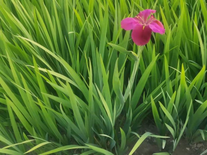 水生鸢尾
