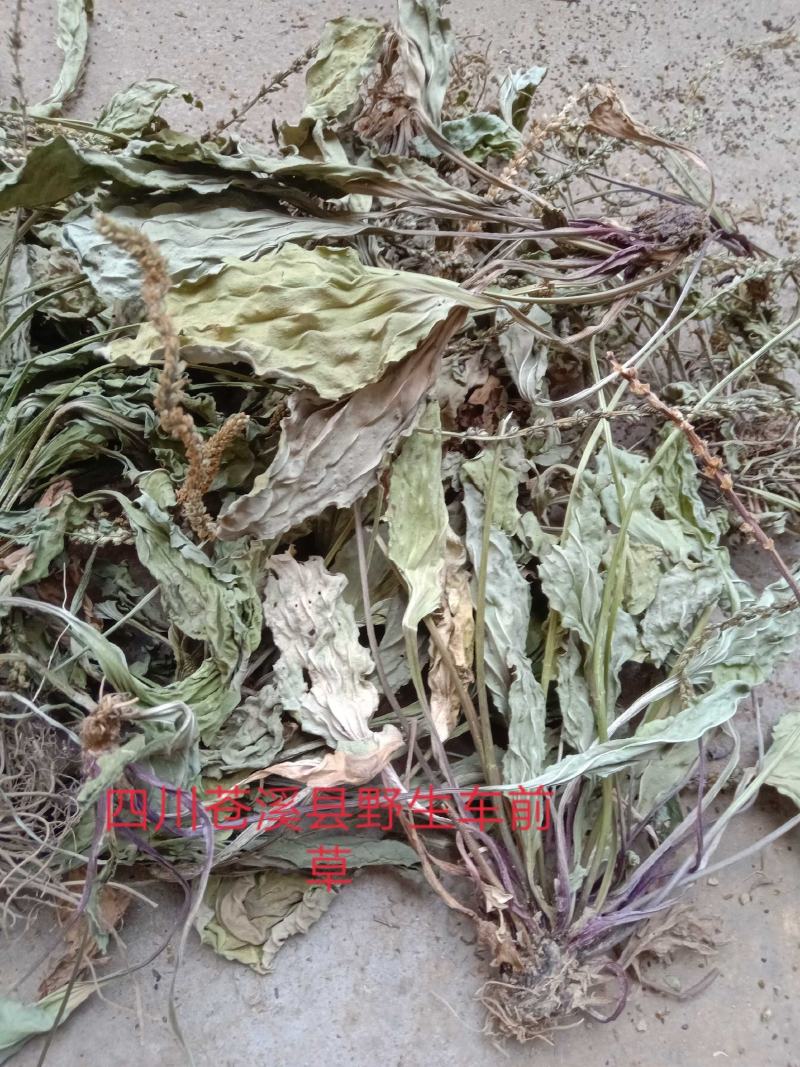 野生车前草
