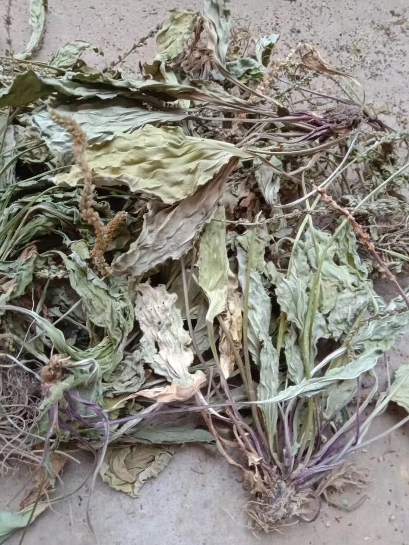 野生车前草