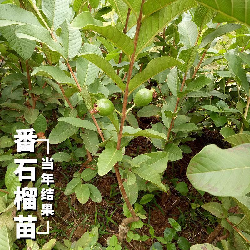 番石榴苗红心西瓜芭乐树苗正宗台湾四季珍珠番石榴苗地栽当年