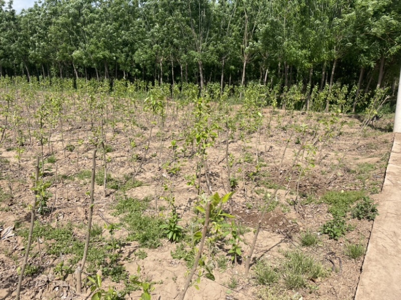 大量供应定植杏树，2-7公分量大，基地直发，价格实惠