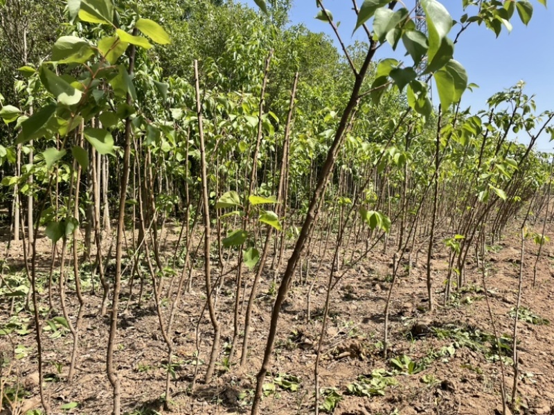 大量供应定植杏树，2-7公分量大，基地直发，价格实惠