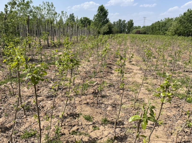 大量供应定植杏树，2-7公分量大，基地直发，价格实惠