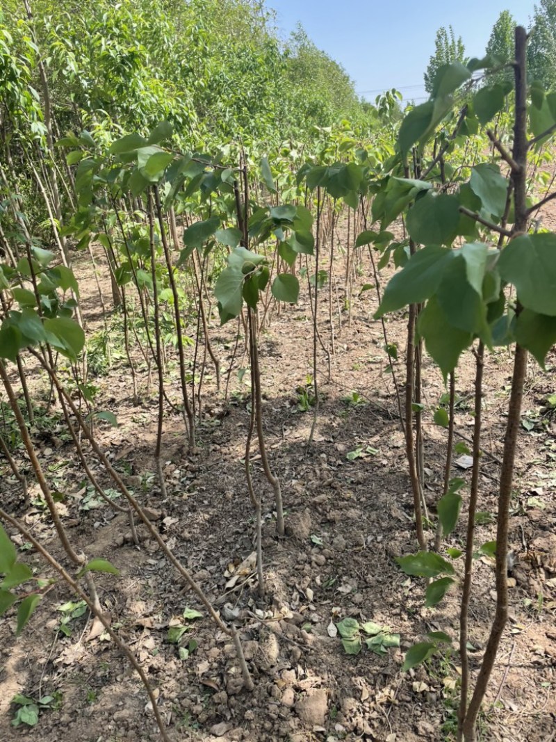 大量供应定植杏树，2-7公分量大，基地直发，价格实惠