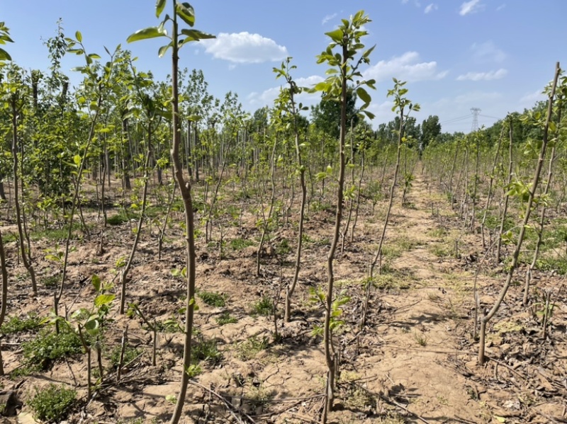 大量供应定植杏树，2-7公分量大，基地直发，价格实惠