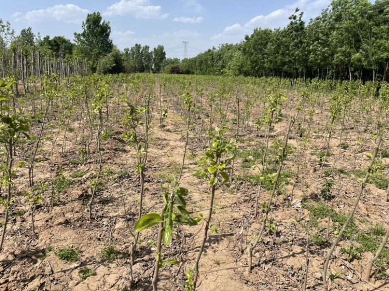 大量供应定植杏树，2-7公分量大，基地直发，价格实惠