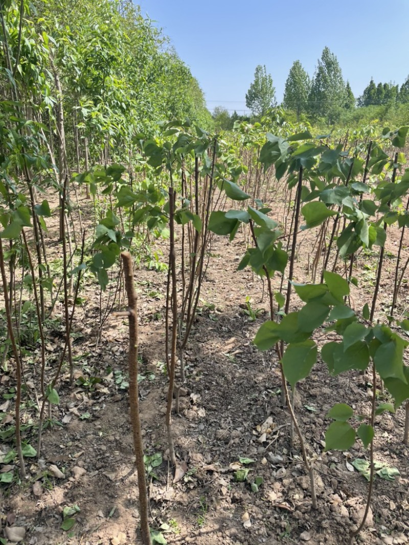 大量供应定植杏树，2-7公分量大，基地直发，价格实惠