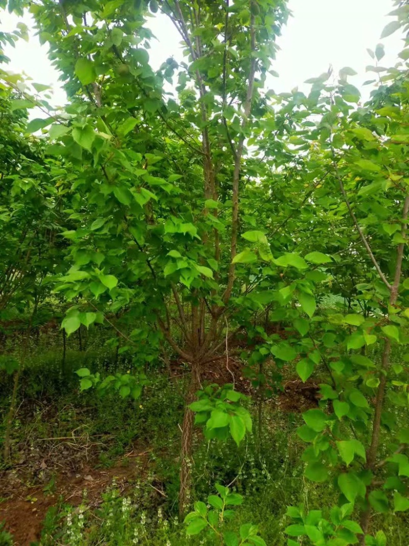 3-6公分杏树，苗圃直销，金太阳，凯特杏，珍珠杏