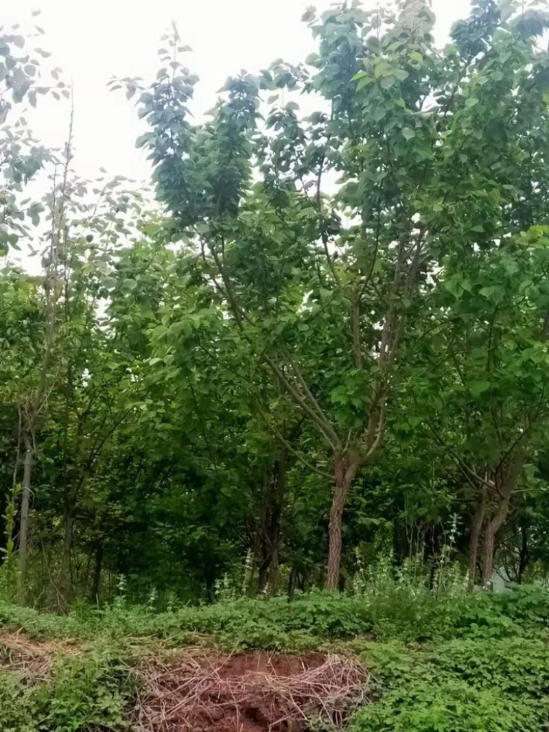 3-6公分杏树，苗圃直销，金太阳，凯特杏，珍珠杏