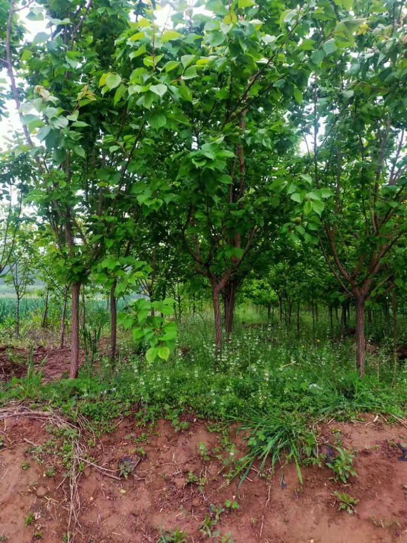 大量供应定植杏树，2-7公分量大，基地直发，价格实惠