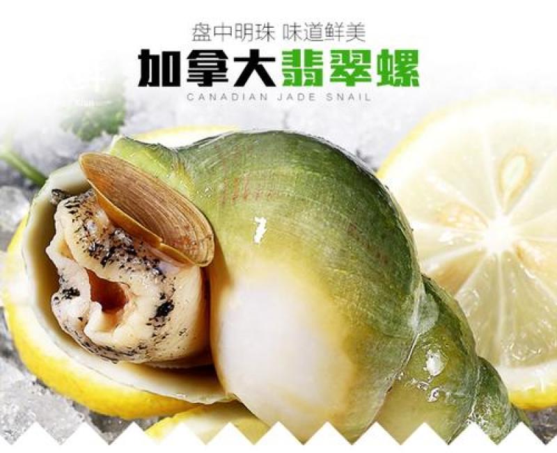 海螺/船冻/法罗群岛/绿色/无沙/无嗅/熟冻/法国绿螺