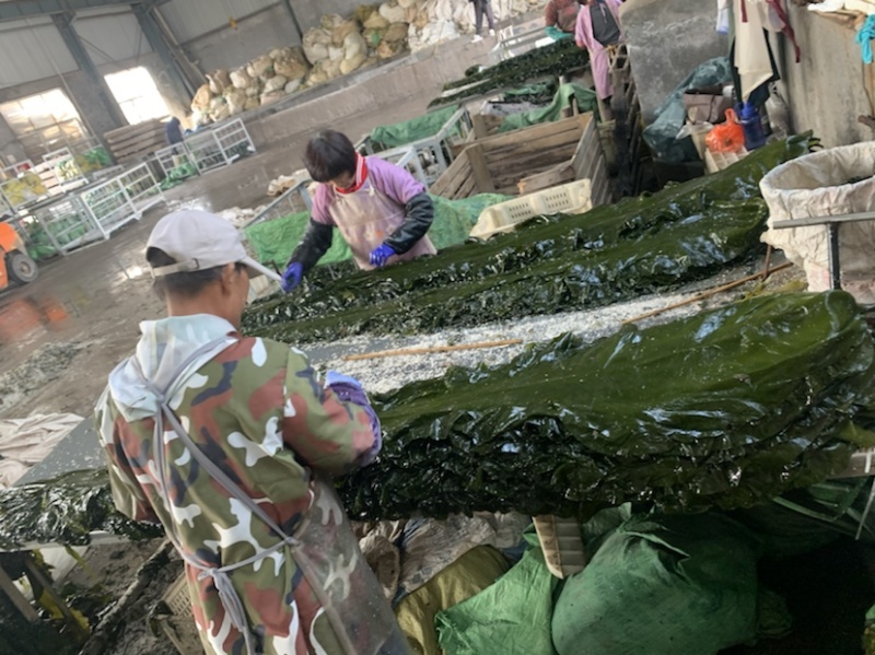 荣成盐渍小块3公分长3公分宽可以订做加工，任你选择尺寸