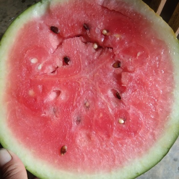 甜王西瓜大量上市中