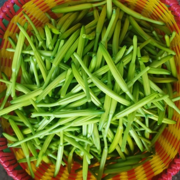 黄花菜