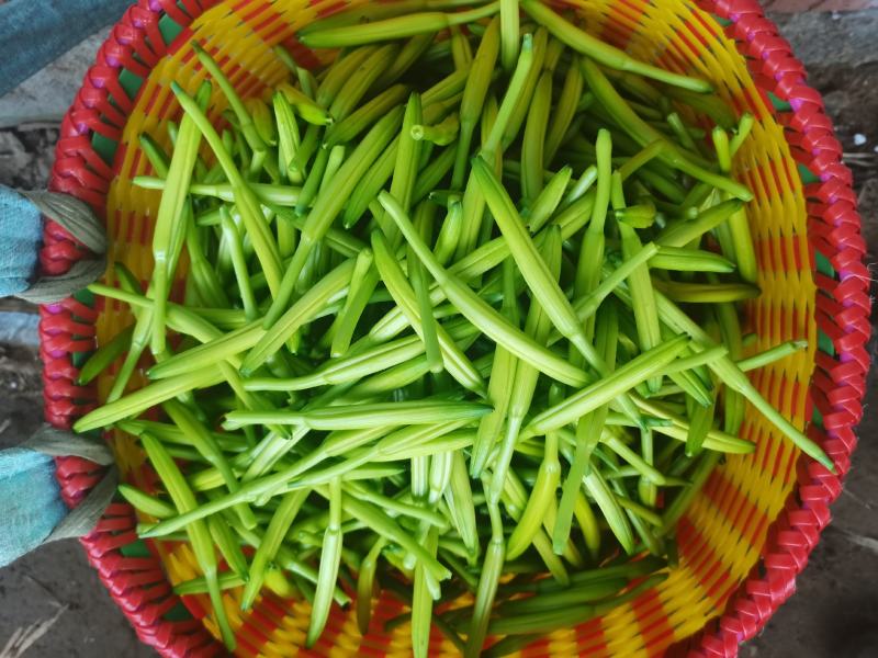 黄花菜