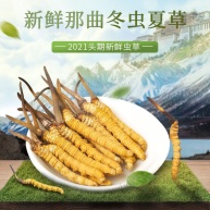 冬虫夏草2021年新鲜虫草野生虫草高海拔鲜草