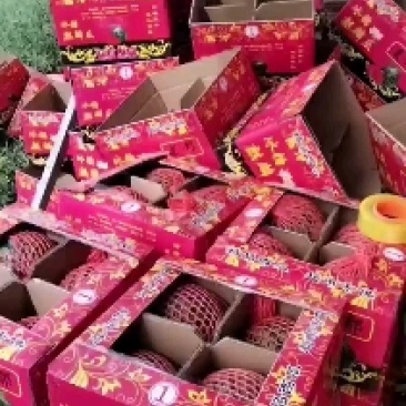 夏邑县万亩优质大棚正宗直生苗8424西瓜开始大量上市