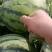 夏邑县万亩优质大棚正宗直生苗8424西瓜开始大量上市