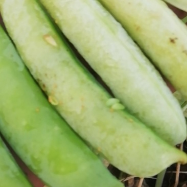 豌豆荚