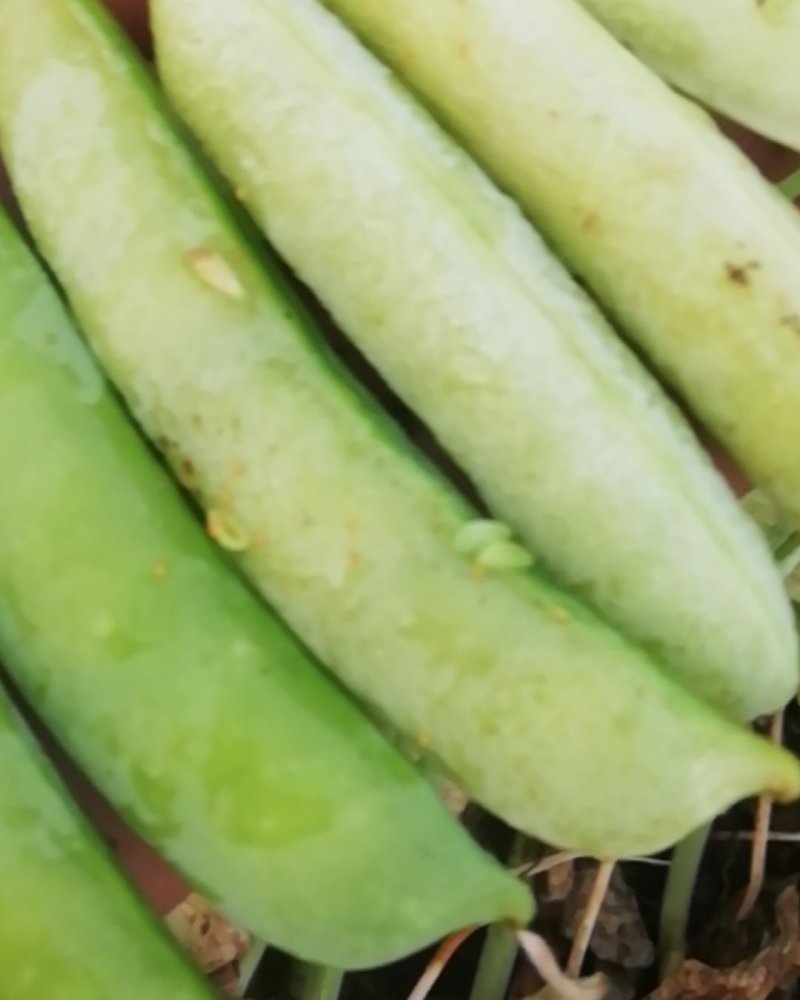 豌豆荚