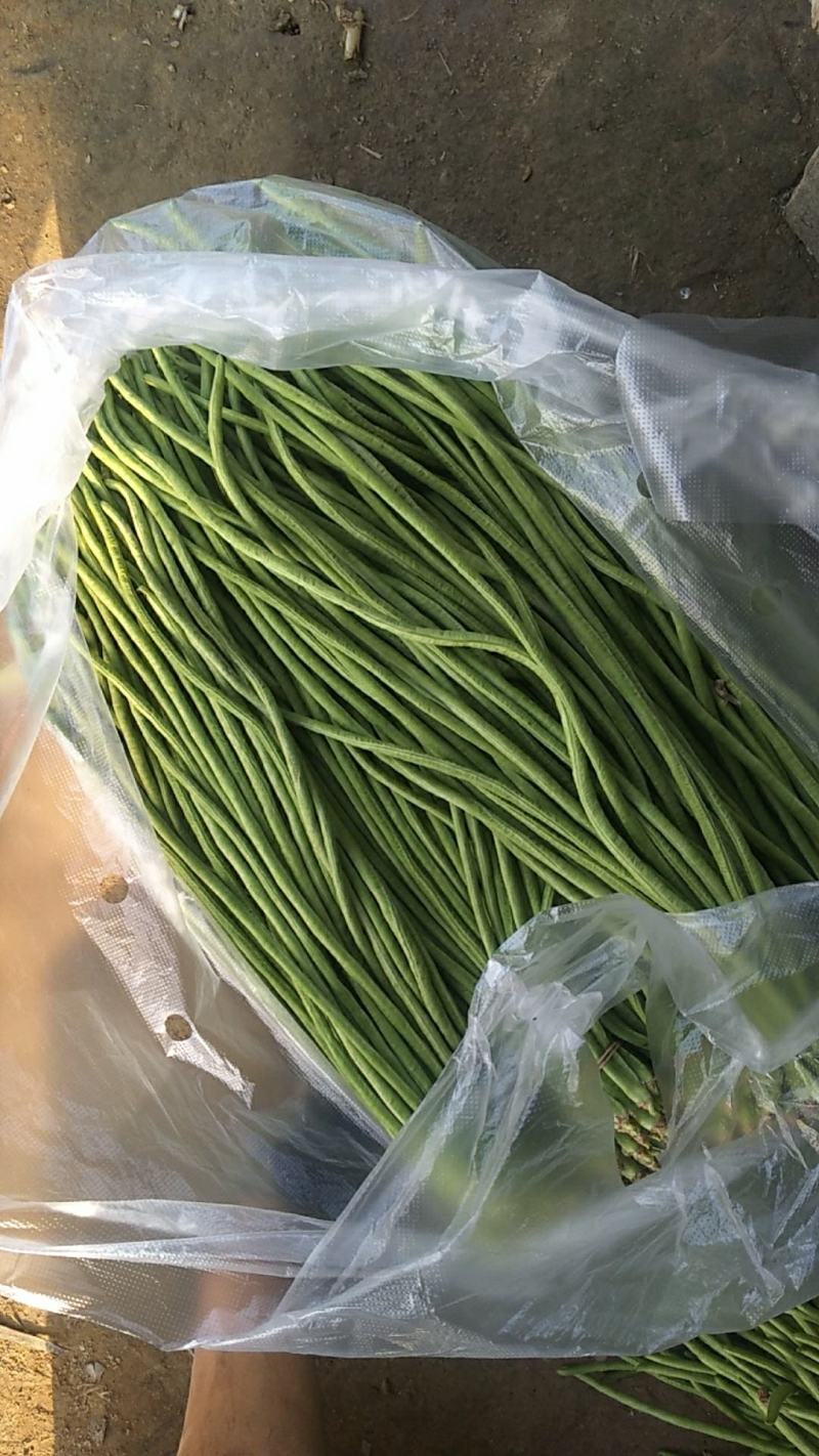云南，金平勐拉镇，嫩豆角大量上市欢迎订购