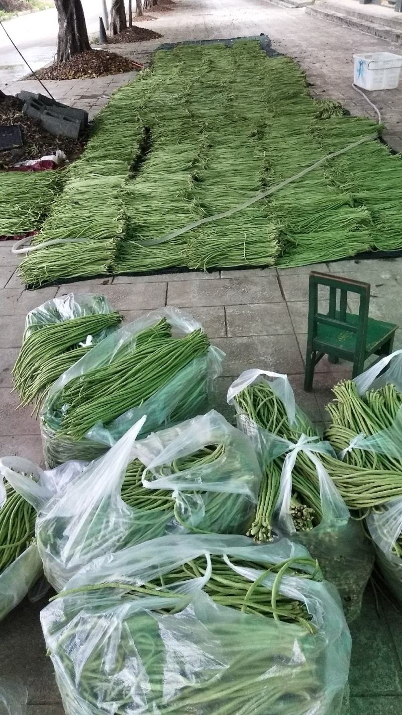 云南，金平勐拉镇，嫩豆角大量上市欢迎订购