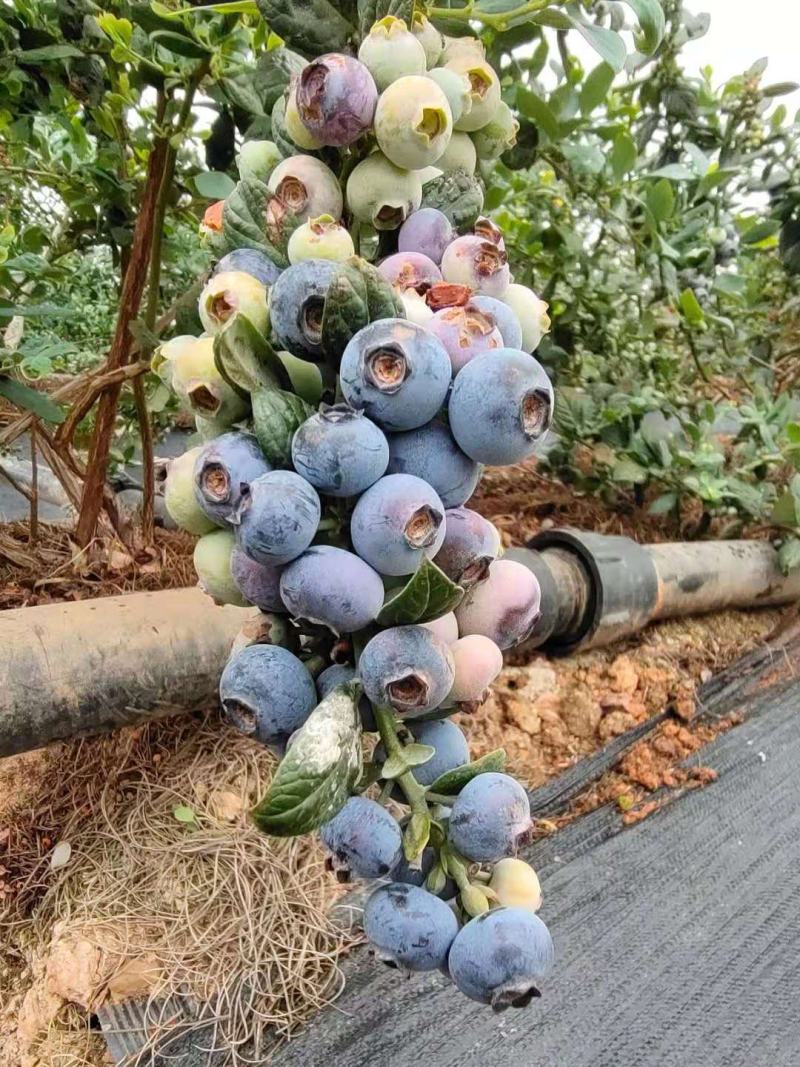 蓝莓苗品种齐全三年杯苗带花苞有果成活率高价格便宜