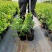 有好货薄雾蓝莓苗批发珠宝瑞卡公爵蓝莓树苗价格便宜