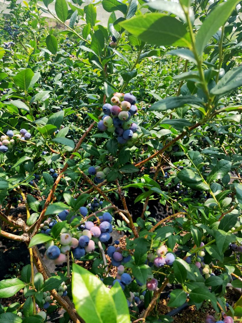 有好货薄雾蓝莓苗批发珠宝瑞卡公爵蓝莓树苗价格便宜