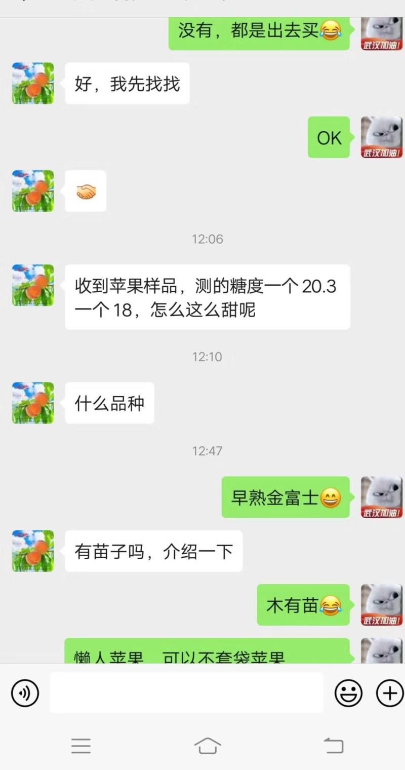 枝条桃子枝条苹果枝条黄金密桃黄金苹果国庆黄金苹果甜苹果糖