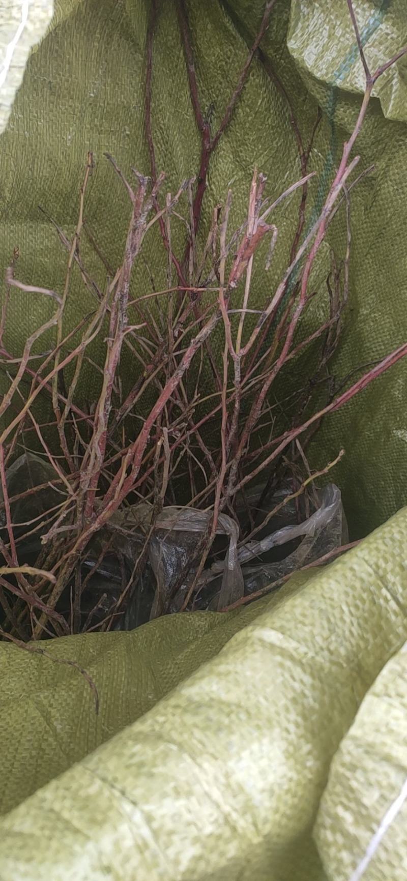 蓝莓苗，品种蓝丰，口感甜，耐储存，耐运输，果大，价格高，