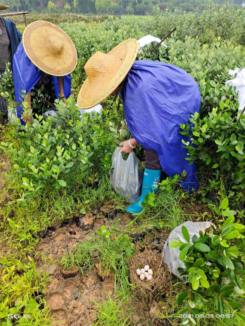 菲油果苗