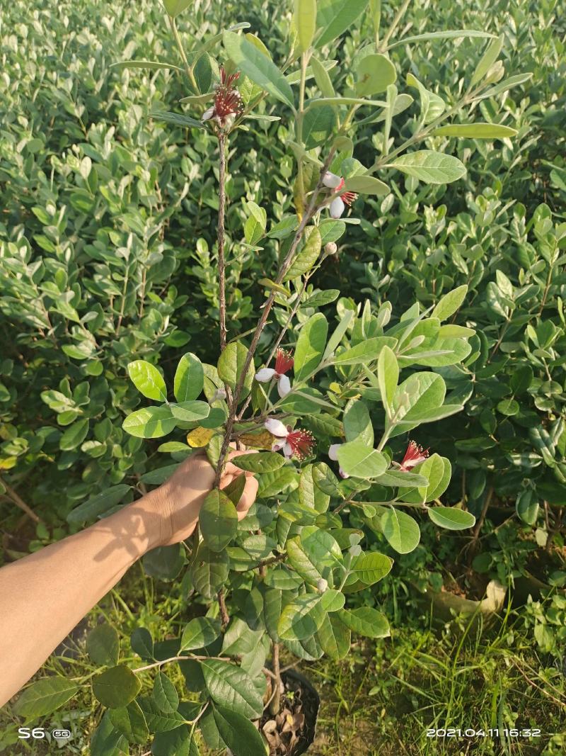 菲油果苗