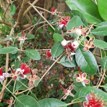 广州稔子场大量供应带花菲油果苗