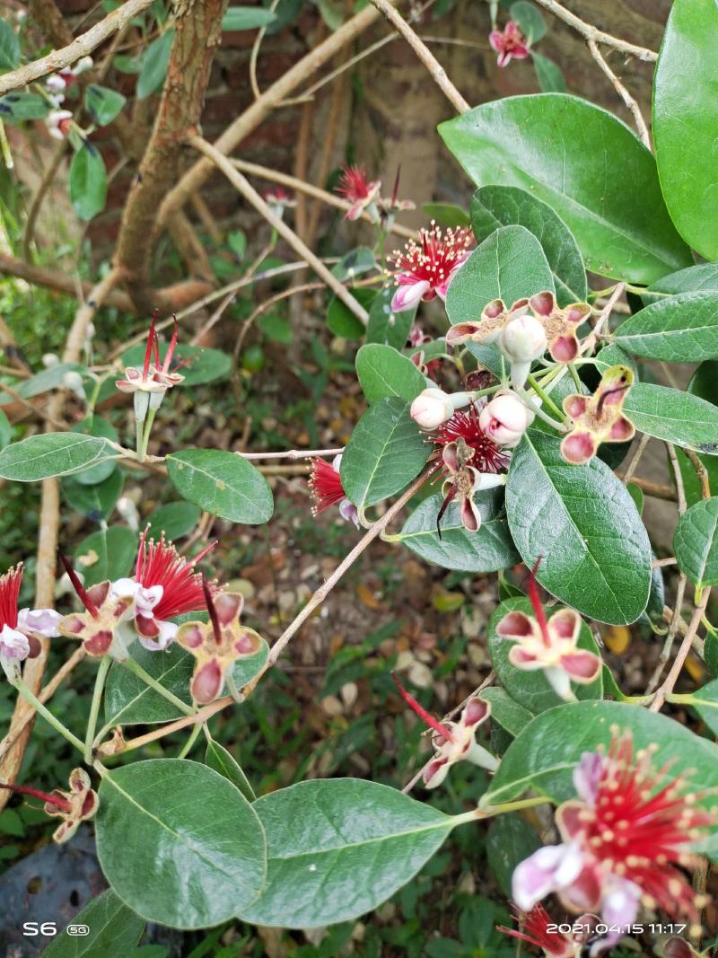 广州稔子场大量供应带花菲油果苗