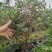 广州稔子场大量供应带花菲油果苗