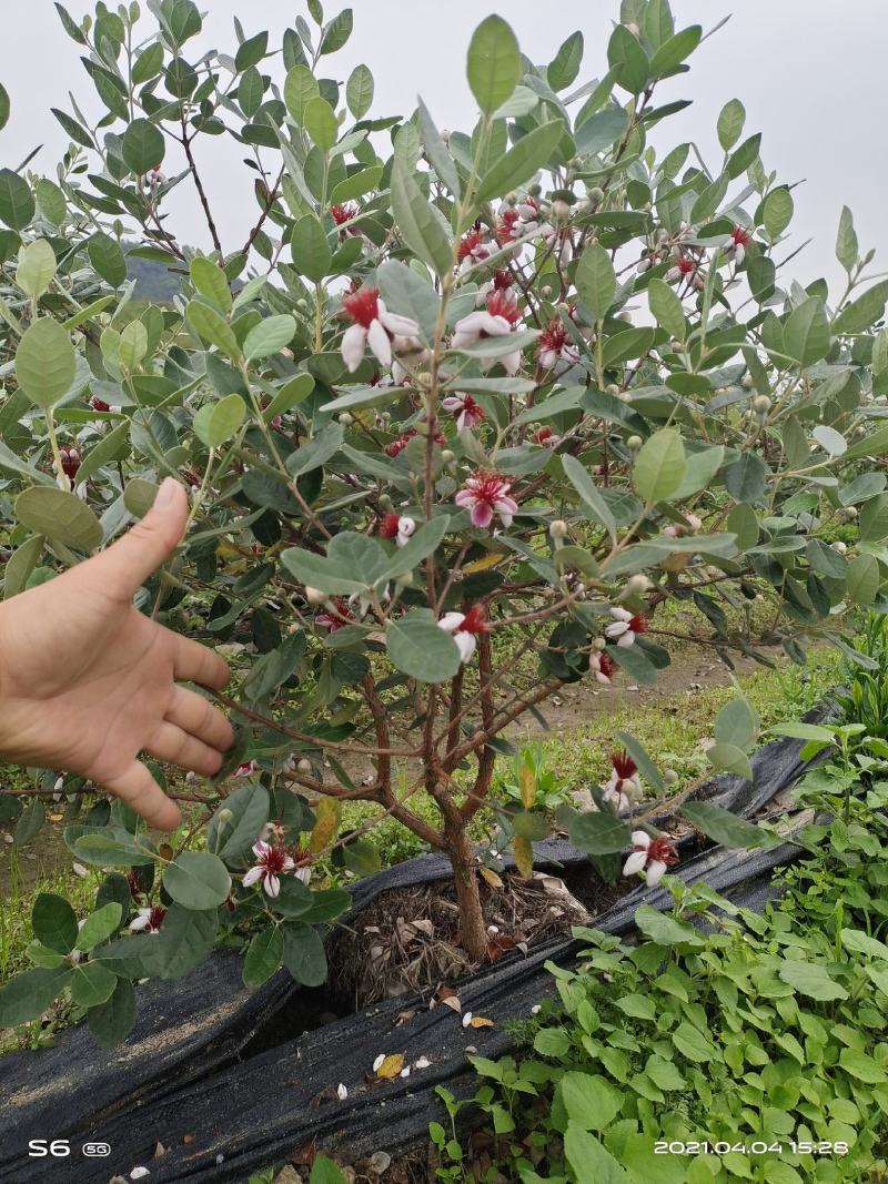 广州稔子场大量供应带花菲油果苗