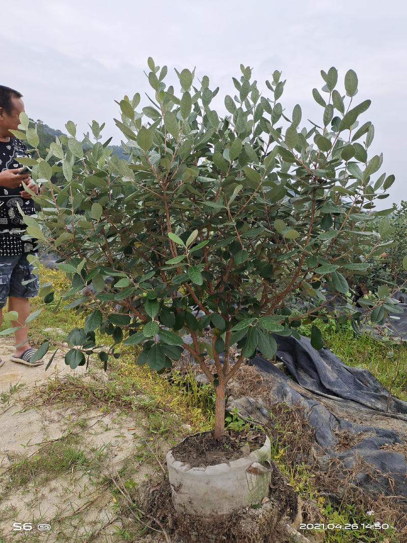 广州稔子场大量供应带花菲油果苗
