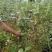 广州桃金娘菲油果种植场