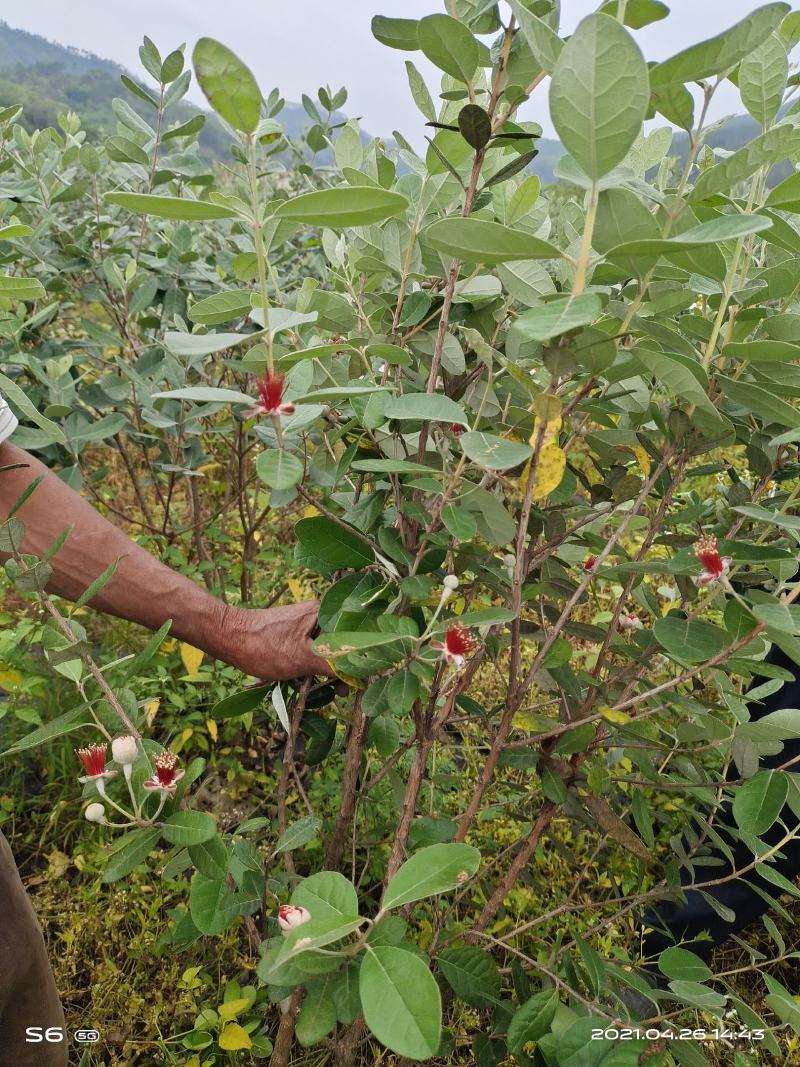 广州桃金娘菲油果种植场