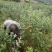 广州桃金娘菲油果种植场