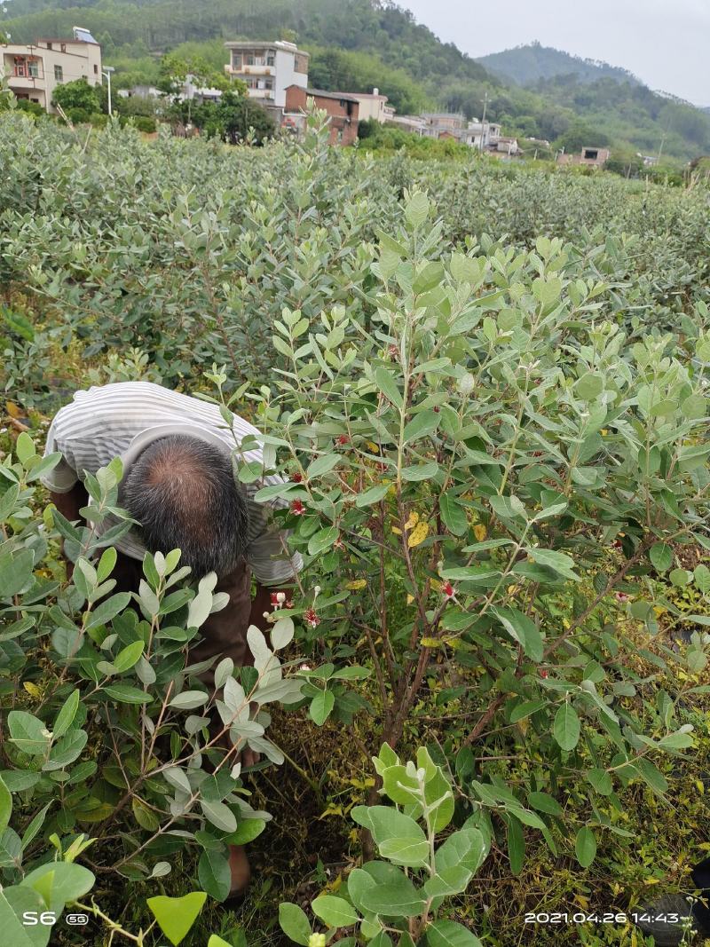 广州桃金娘菲油果种植场