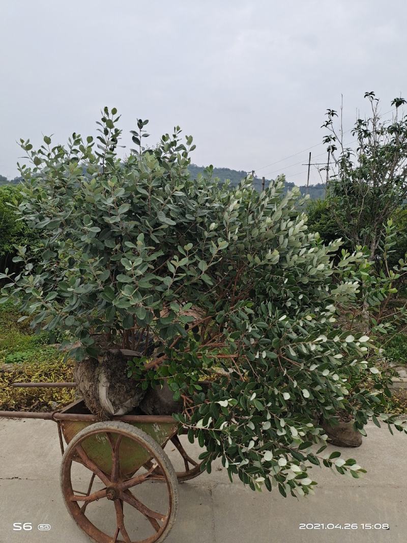 广州桃金娘菲油果种植场