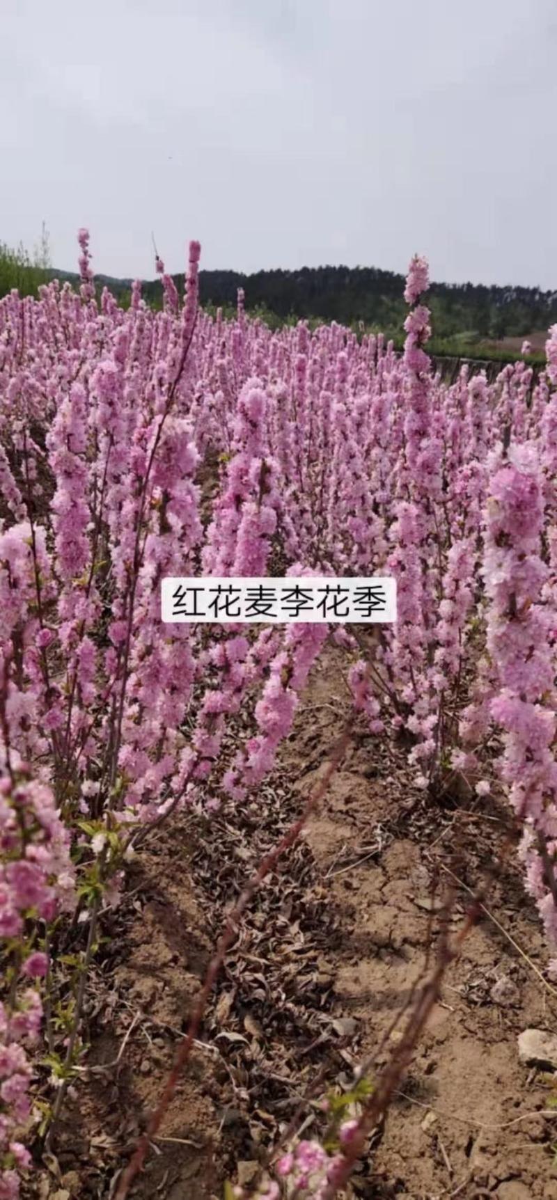 【爆款】红花麦李扦插苗根系发达好成活产地直发价格低