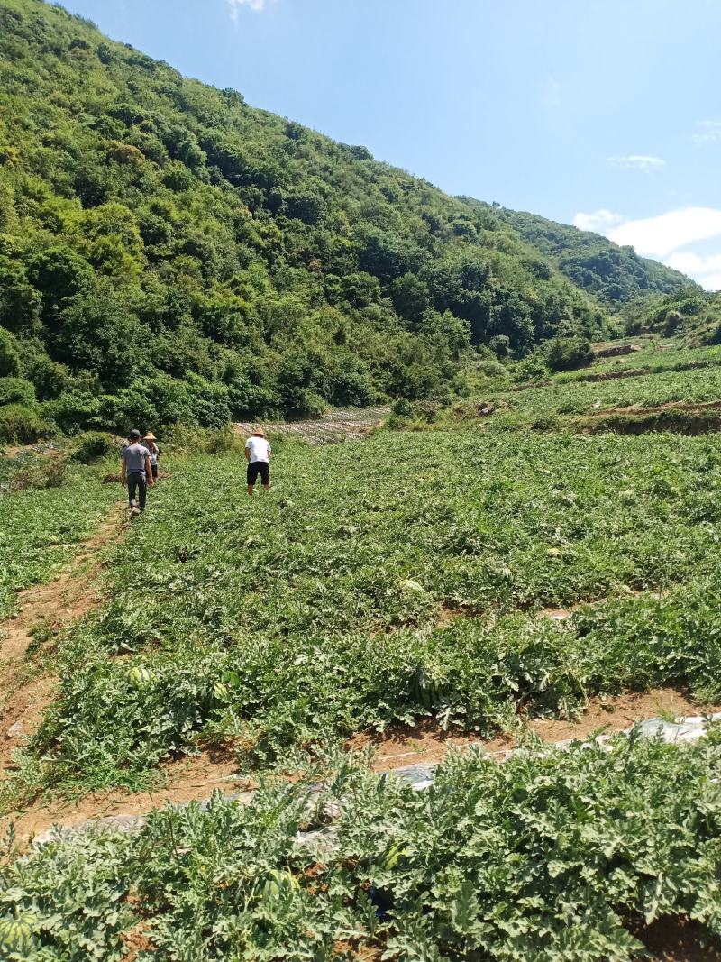 各位老板们，云南本地西瓜大掉价，需要的联系我！